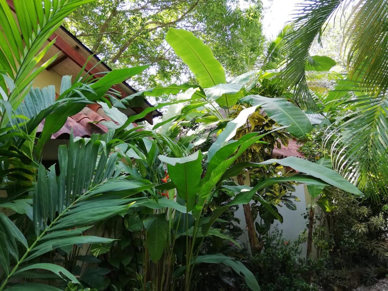 Funky Monkey Lodge Playa Santa Teresa  Екстериор снимка
